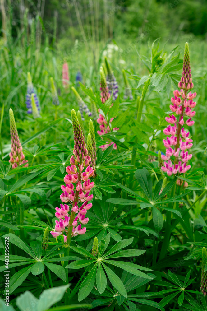 Pink lupines on a summer flowering meadow Pink lupines on a summer flowering meadow