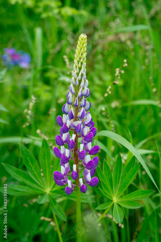 A two-tone (white violet) lonely lupine flower in a summer meadow A two-tone (white violet) lonely lupine flower in a summer meadow