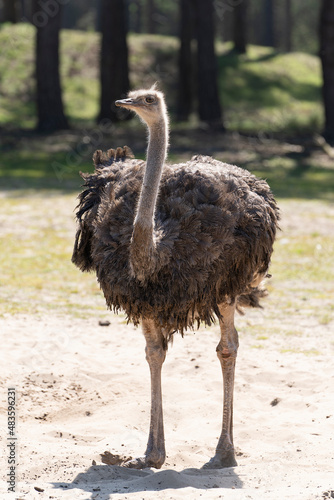 Female ostrich Struthio camelus standing, looking at the camera backlit
