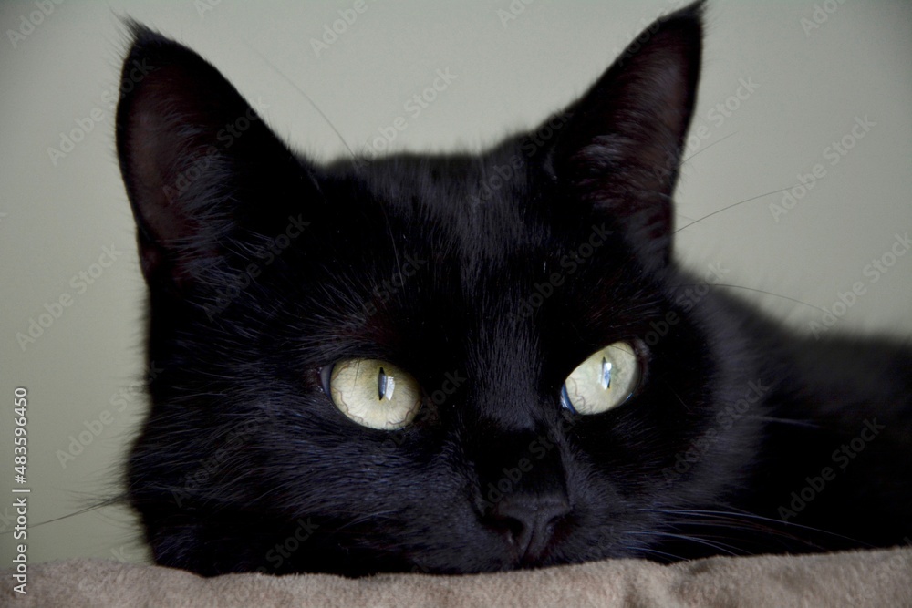 black cat portrait II.
