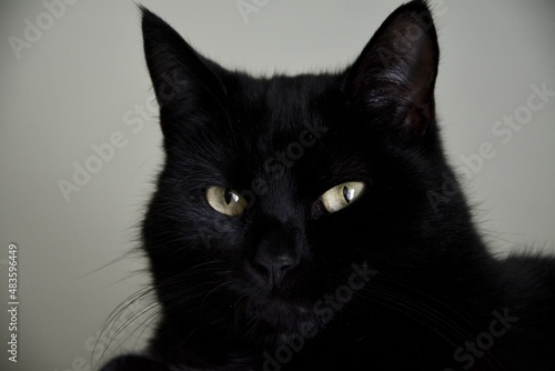 black cat portrait I.