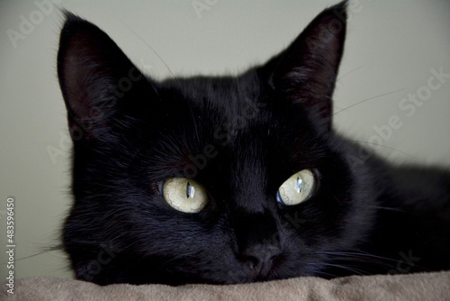 black cat portrait II.