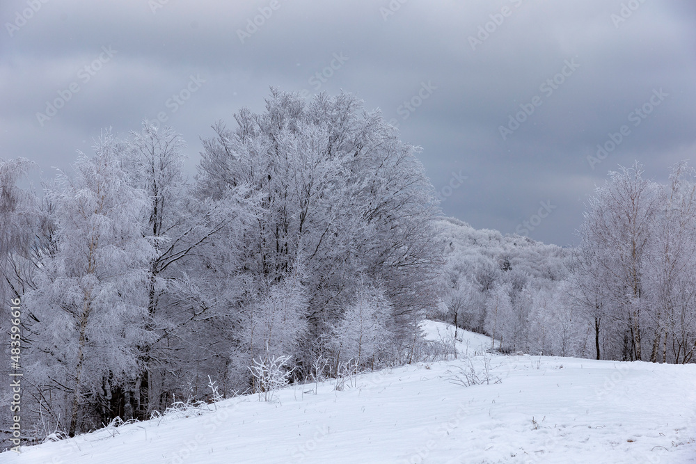 The Carpathian mountains and forest are covered with magical frost and snow. Dreamy view of the fairy-tale woodland. Magical wintry scene. Alpine ski resort. Perfect winter wallpapers. Beauty earth.