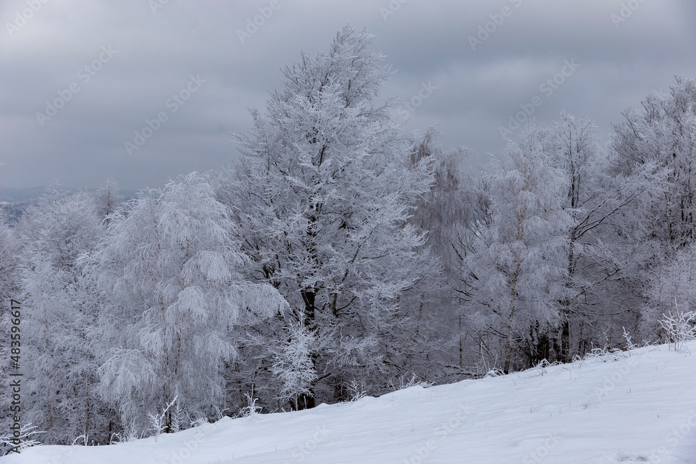 The Carpathian mountains and forest are covered with magical frost and snow. Dreamy view of the fairy-tale woodland. Magical wintry scene. Alpine ski resort. Perfect winter wallpapers. Beauty earth. The Carpathian mountains and forest are covered with magical frost and snow. Dreamy view of the fairy-tale woodland. Magical wintry scene. Alpine ski resort. Perfect winter wallpapers. Beauty earth.