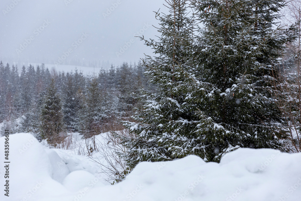 Winter coniferous forest in the snowfall. Fairy winter landscape with fir trees and snowfall. Christmas background with snowy fir trees and snowflakes Winter coniferous forest in the snowfall. Fairy winter landscape with fir trees and snowfall. Christmas background with snowy fir trees and snowflakes