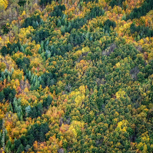 vue aérienne de la forêt à l'automne près de Bannières-sur-Seine dans les Yvelines en France