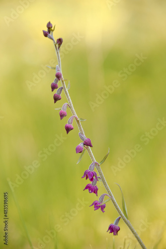 Braunrote Stendelwurz, Braunroter Sitter, Rotbraune Stendelwurz, Epipactis atrorubens photo