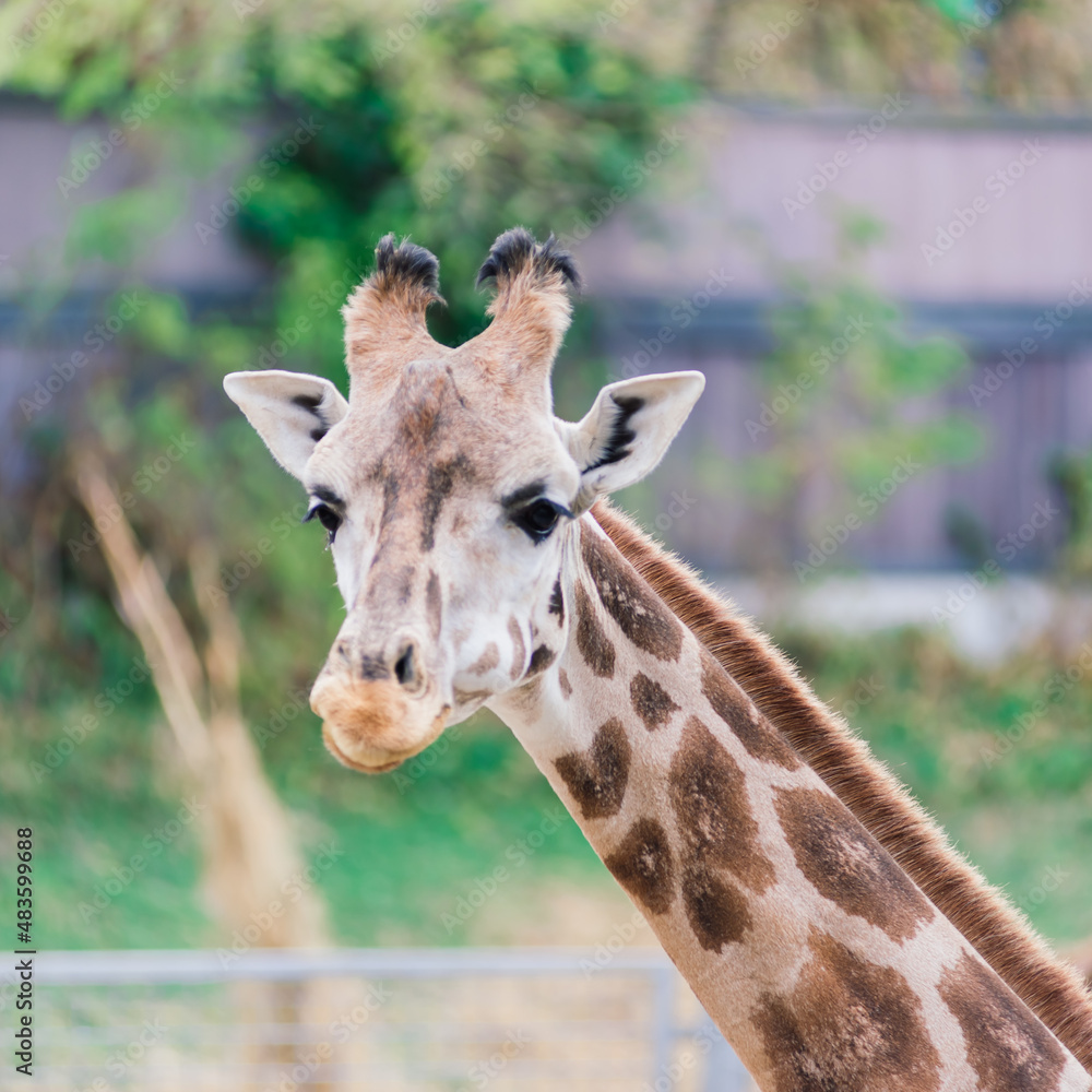 Close up portrait of giraffe camelopardalis in nature and zoo Close up portrait of giraffe camelopardalis in nature and zoo