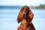 Portrait close-up of the beautiful young irish red setter on a background of on the beach by the sea on a Sunny day.