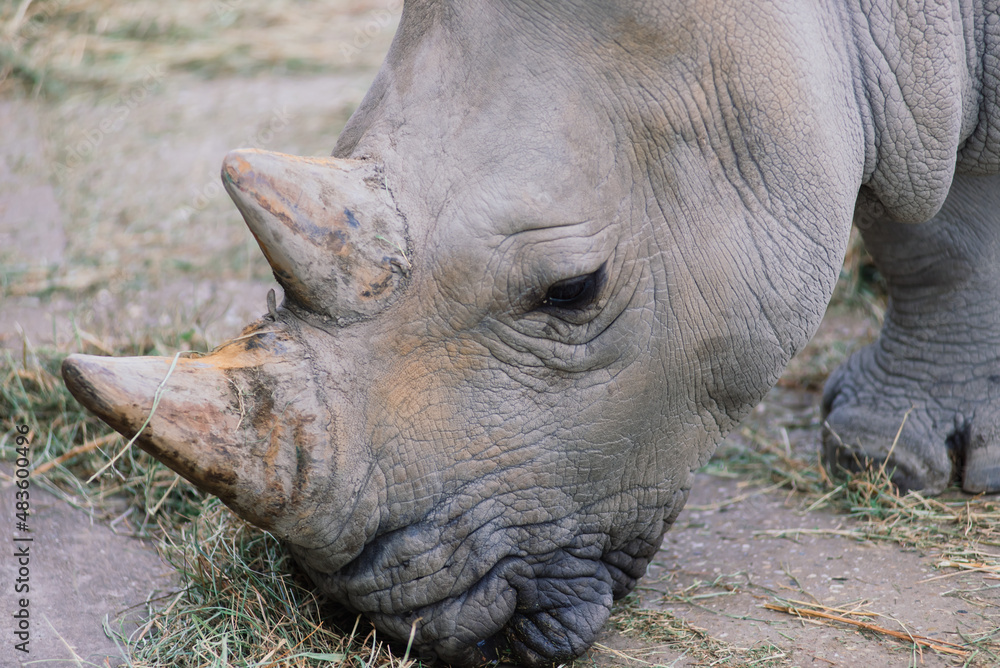 Fototapeta premium Close up photo of a rhino, big old rhinoceros
