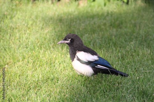 Magpie On The Lawn © Michael Mamoon