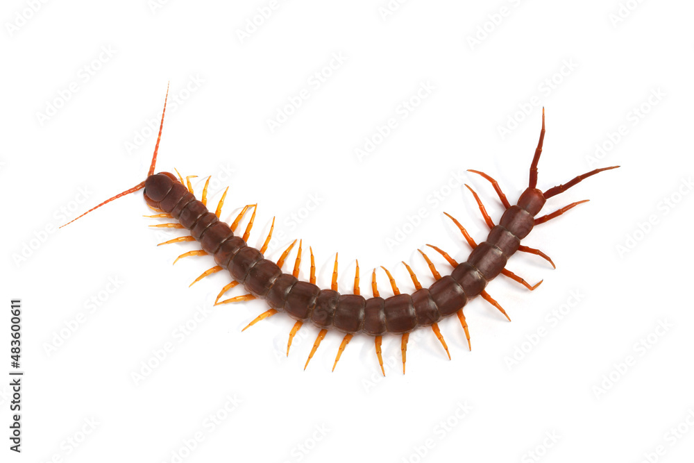 centipede (Scolopendra sp.) Giant centipede isolated on white background. The top view of a living centipede, high resolution images shot in a studio room. centipede (Scolopendra sp.) Giant centipede isolated on white background. The top view of a living centipede, high resolution images shot in a studio room.
