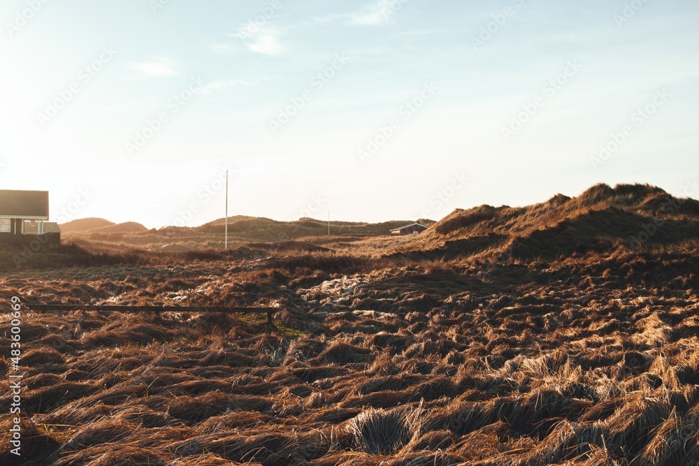 Grass on the dunes of Blokhus Strand. Nordjylland (North Jutland Region), Denmark