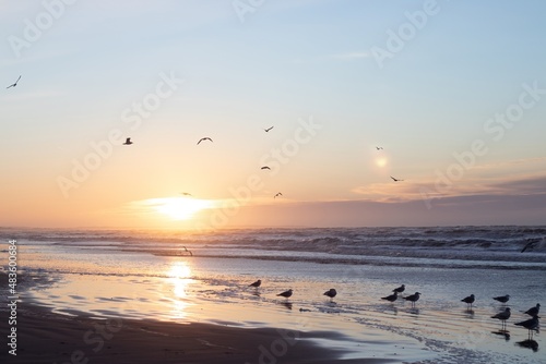 Seagulls enjoying the surf of North Sea at beautiful pink sunset. Nordjylland (North Jutland Region), Denmark