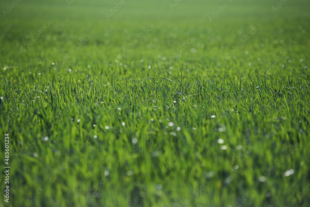 Fototapeta premium abstract grass green bokeh background