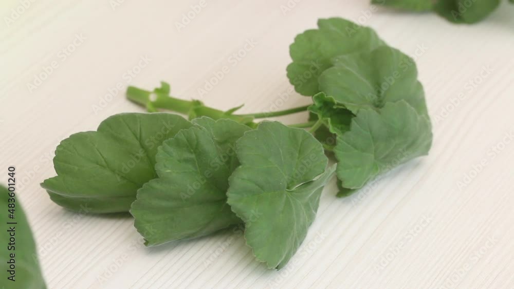 Planting geraniums by cuttings. Flower cuttings are on the table. Transplanting geraniums into a pot. Planting geraniums by cuttings. Flower cuttings are on the table. Transplanting geraniums into a pot.