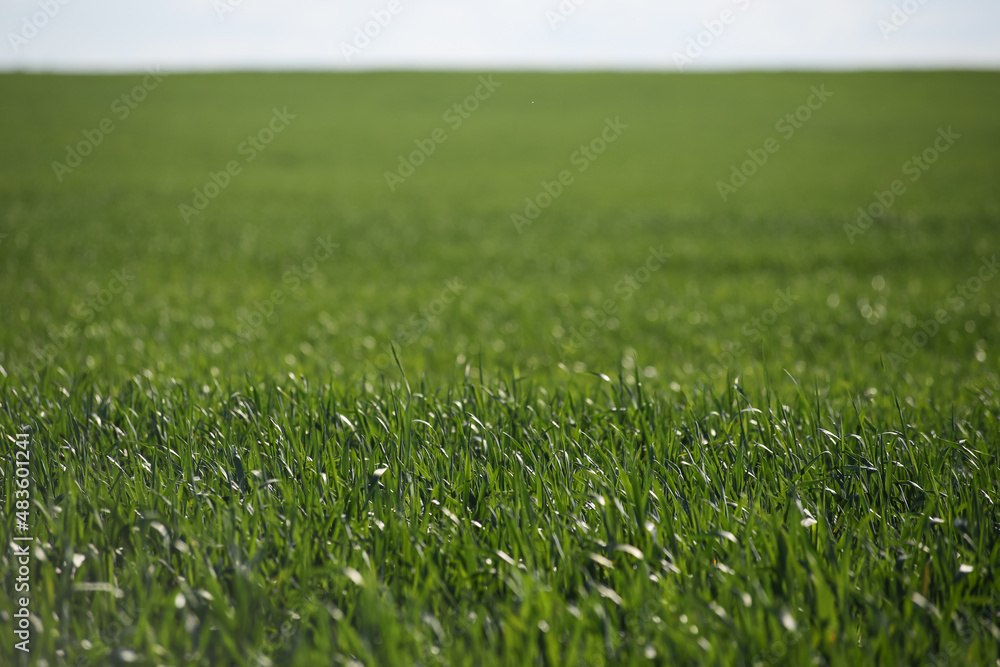 abstract grass green bokeh background abstract grass green bokeh background