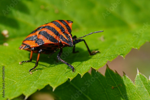 bug on leaf