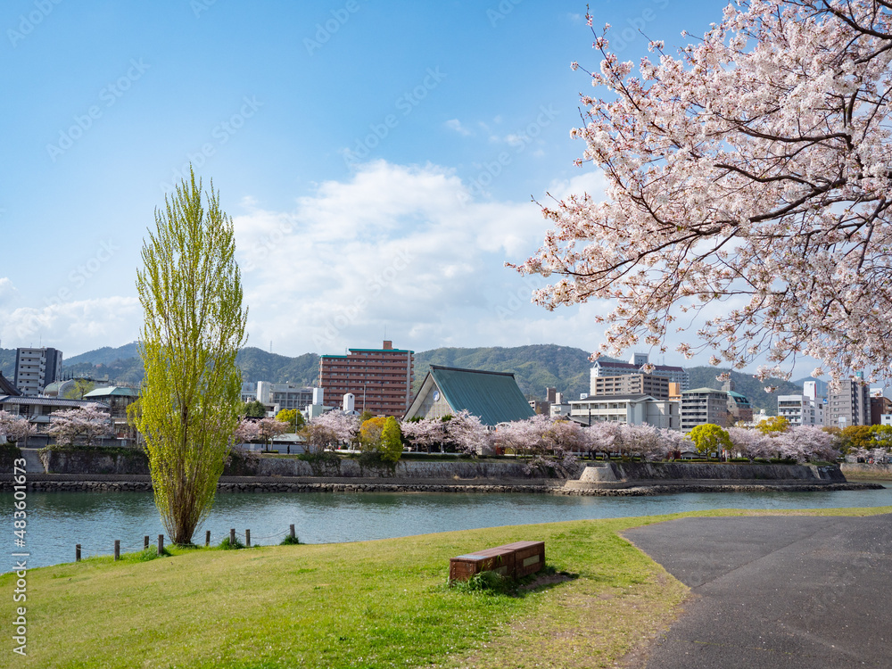 Obraz premium 河川敷の桜
