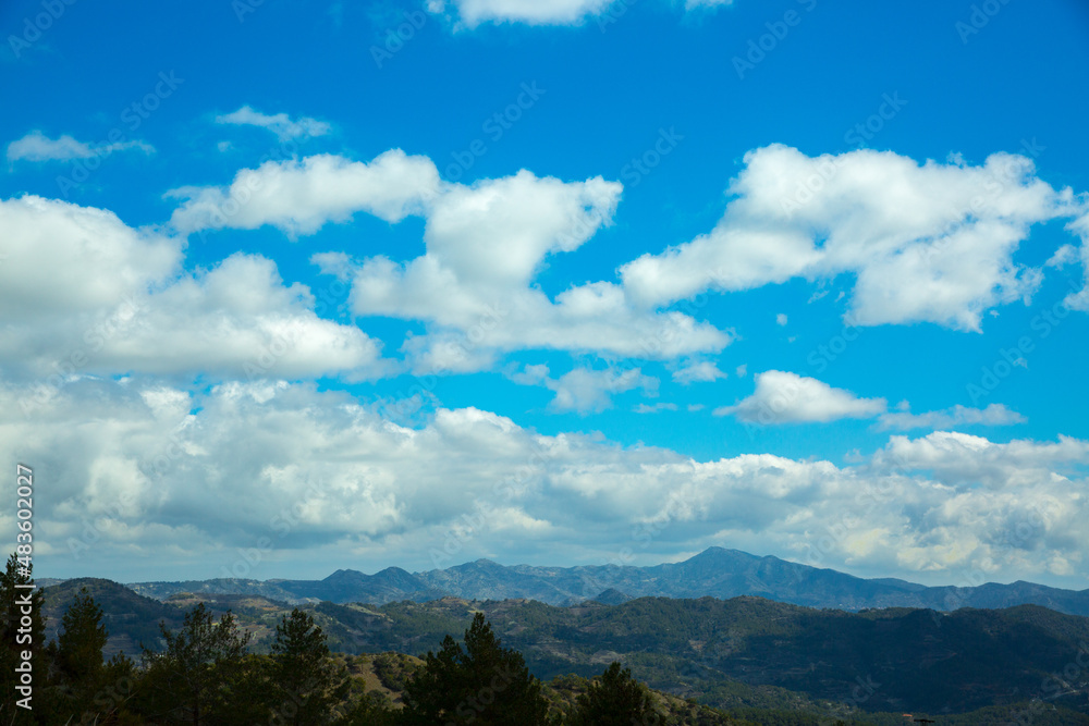 Pine tree forest