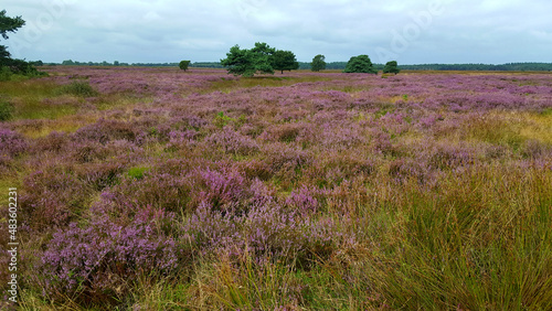 Heath of Dutch nature reserve Hijkerveld, Midden-Drenthe, Drenthe, Netherlands