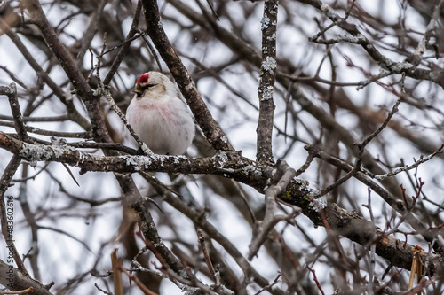 Male Hoary Redpoll (Acanthis hornemanni)