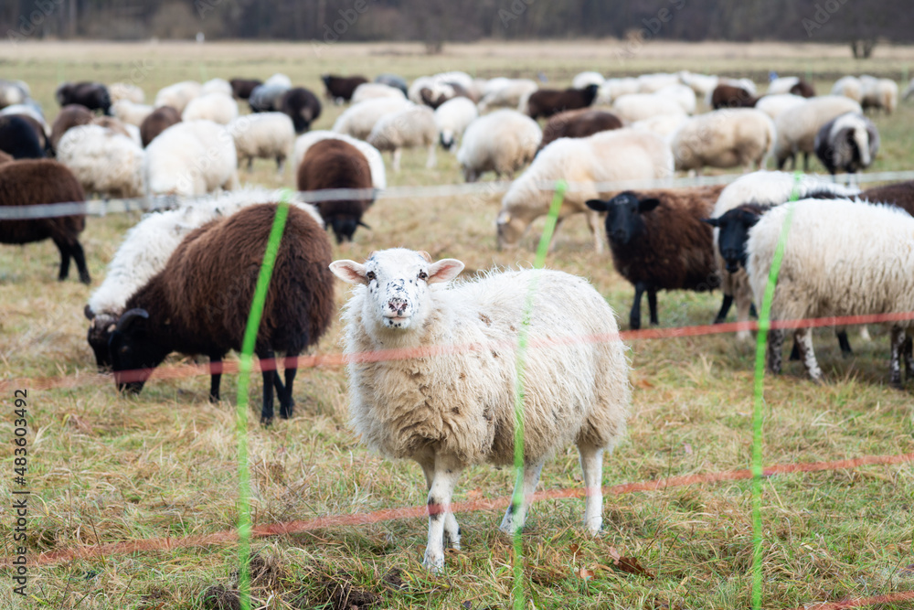 Fototapeta premium flock of sheep