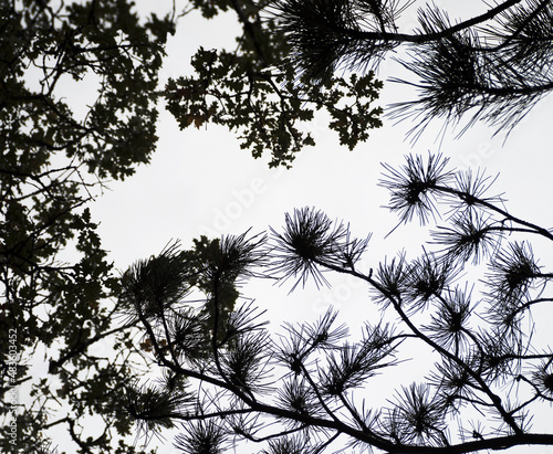 Black and white background of tree branches with leaves and pine needles