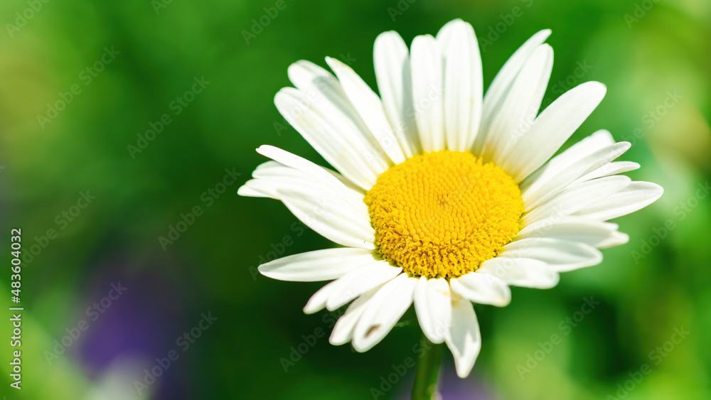 Inflorescence of a daisy with stamens macro photography in high resolution. White chamomile on a blurred green background with copy space. The concept of gardening as a hobby. Inflorescence of a daisy with stamens macro photography in high resolution. White chamomile on a blurred green background with copy space. The concept of gardening as a hobby.
