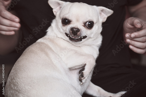 фотографія Angry dog bites. Aggressive pet.