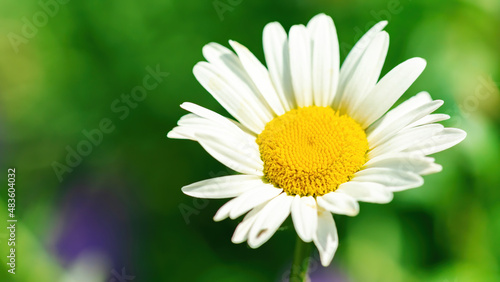 Inflorescence of a daisy with stamens macro photography in high resolution. White chamomile on a blurred green background with copy space. The concept of gardening as a hobby.