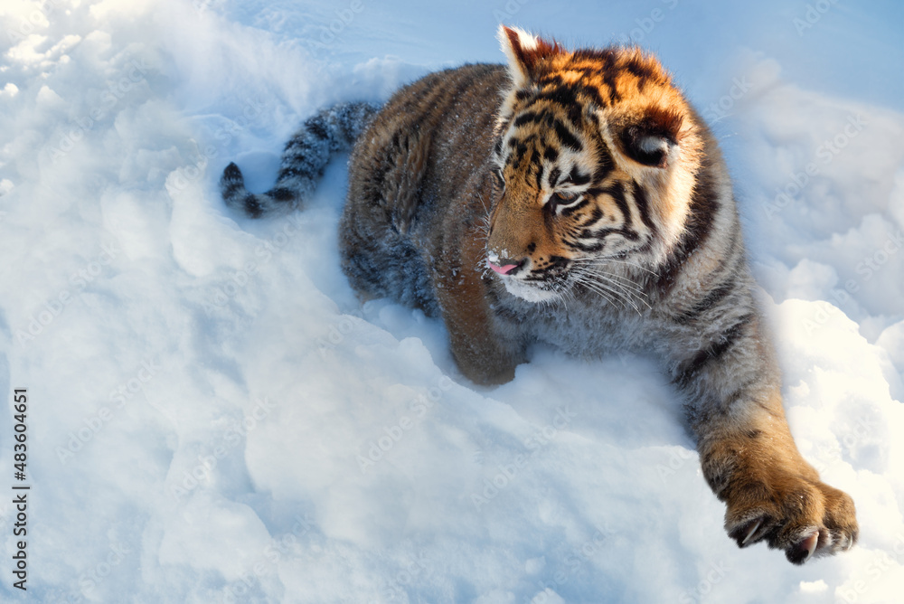 Fototapeta premium A tiger in the snow with its clawed paw extended forward.