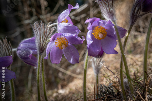 Purple pasque flowers in forest on sunny spring day. photo