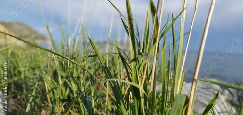 grass in the wind