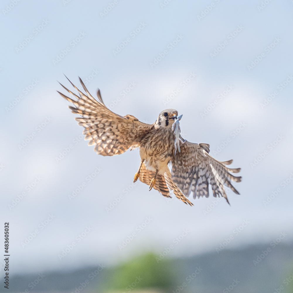 Fototapeta premium American Kestrel in Flight