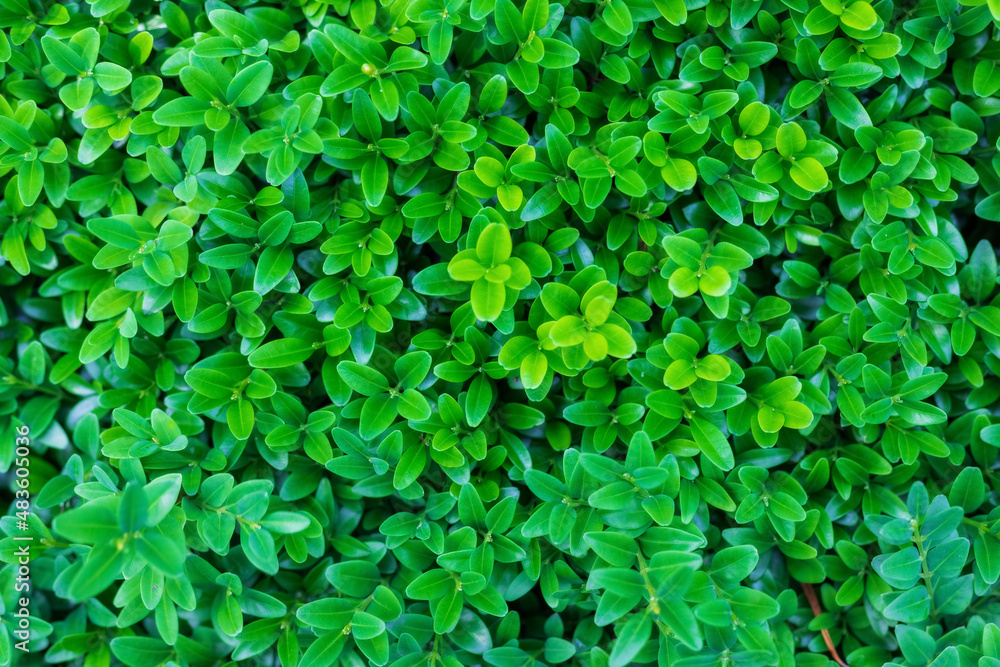 close-up nature view on the background of green leaves. Flat lay, natural nature concept, boxwood leaves close-up nature view on the background of green leaves. Flat lay, natural nature concept, boxwood leaves