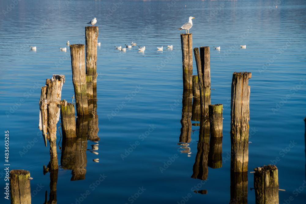 Wooden poles with seagulls reflecting on the water