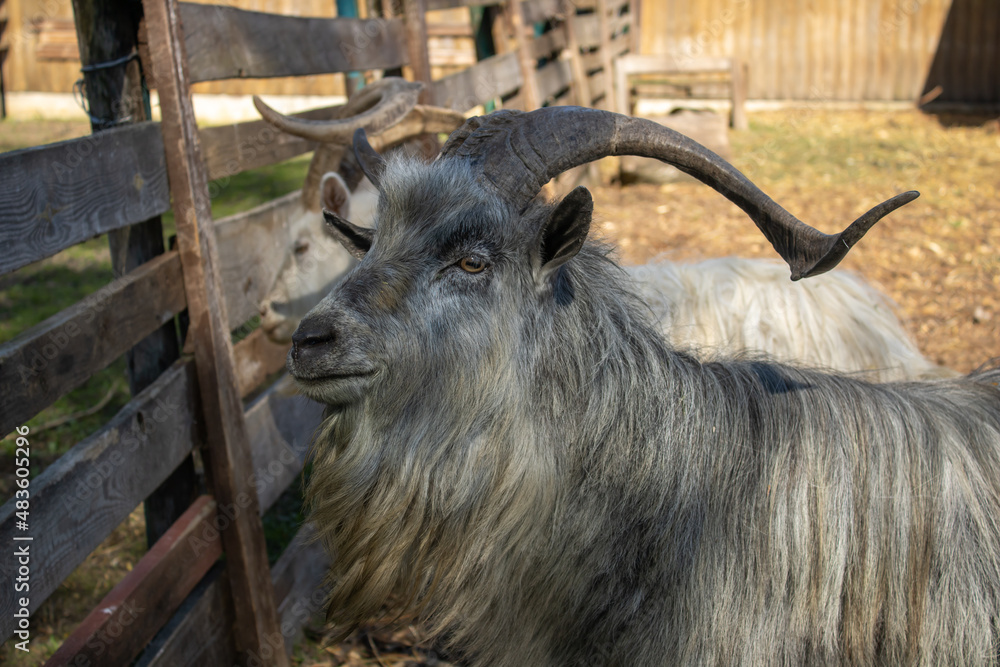 Close-up of two beautiful goats gray and white with big horns. Animal mammal of the order Artiodactyla looking in the camera. Close-up of two beautiful goats gray and white with big horns. Animal mammal of the order Artiodactyla looking in the camera.