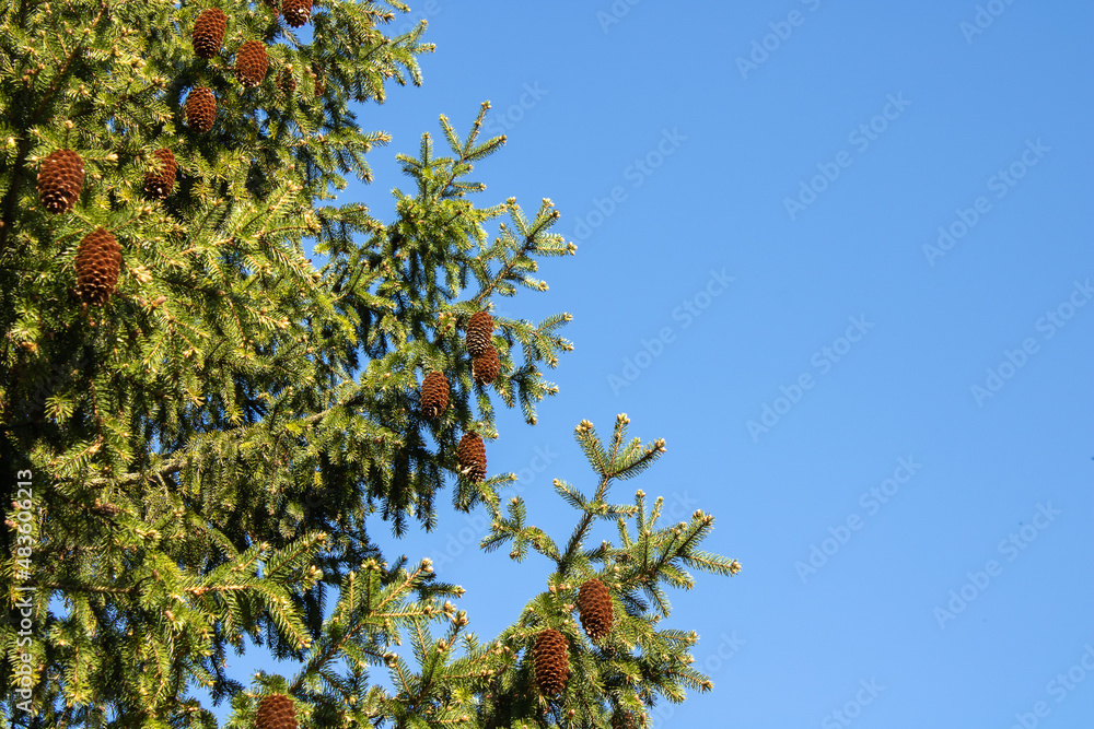 High branches green spruce tree. Close-up brown cones against the blue sky. Natural wallpaper. Firtree. High branches green spruce tree. Close-up brown cones against the blue sky. Natural wallpaper. Firtree.