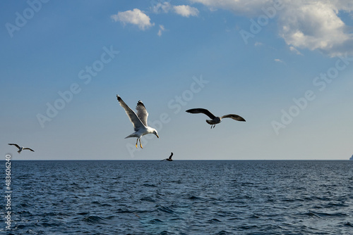 Flock of seagulls flies over the surface of the sea against the background of a blue sky with clouds. Birds flying over the water.