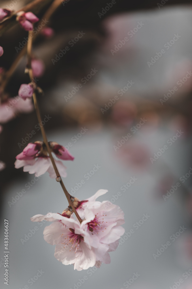 Almond blossom. Almond tree blooming in springtime with tiny white and pink flowers. Almond blossom. Almond tree blooming in springtime with tiny white and pink flowers.
