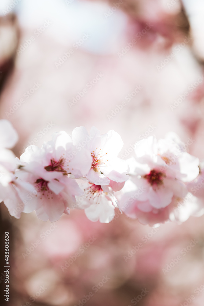 Almond blossom. Almond tree blooming in springtime with tiny white and pink flowers. Almond blossom. Almond tree blooming in springtime with tiny white and pink flowers.