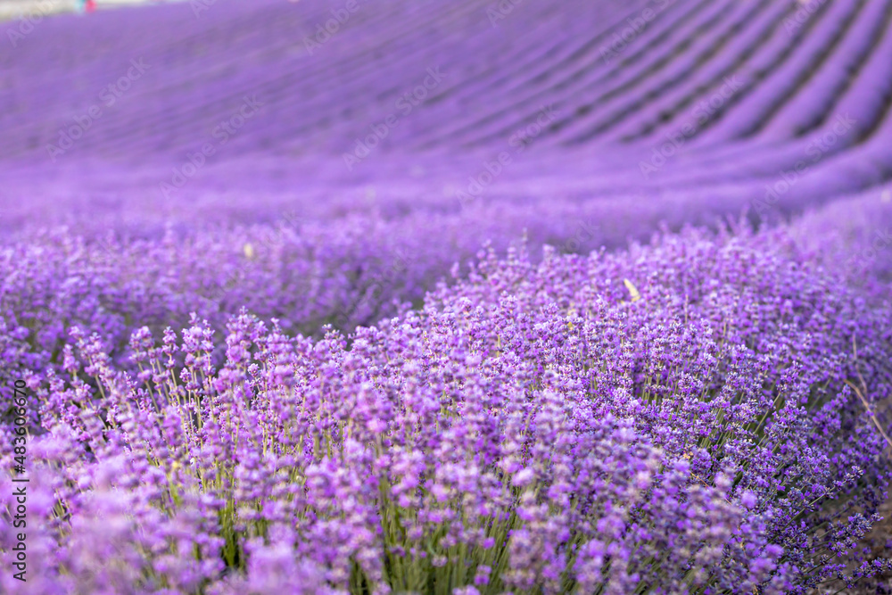 Lavender field at sunset. Rows of blooming lavende to the horizon. Provence region of France. Lavender field at sunset. Rows of blooming lavende to the horizon. Provence region of France.