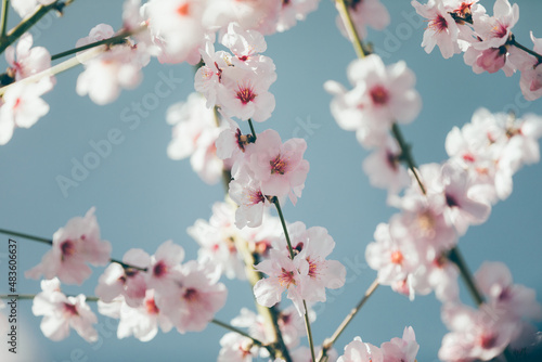 Almond blossom. Almond tree blooming in springtime with tiny white and pink flowers.