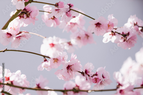 Almond blossom. Almond tree blooming in springtime with tiny white and pink flowers.