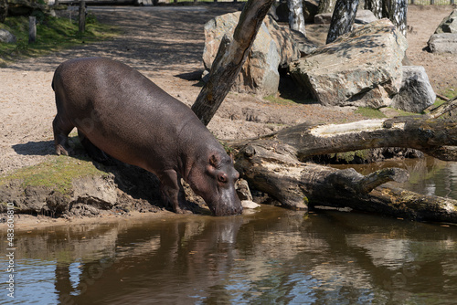 Hippopotamus amphibius drinking from a pond
