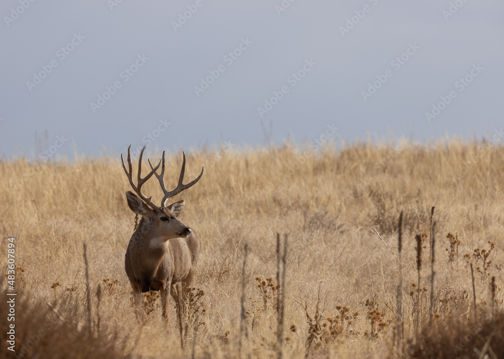 Buck Mule Deer in Colorado in Autumn Buck Mule Deer in Colorado in Autumn