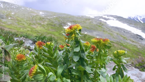 Aaron's rod or Golden root (Rhodiola rosea) developed plants with large roots - very strong medicinal properties. Altai mountains. Spectacular medicinal herbs (drug raw materials) of Altai region photo
