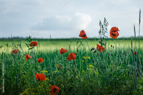 Wonderful rural landscape. color contrast between poppy and green field with a lot of copy space. small depth of field. Opium poppy. Natural drugs. Glade of red poppies. Soft focus photo