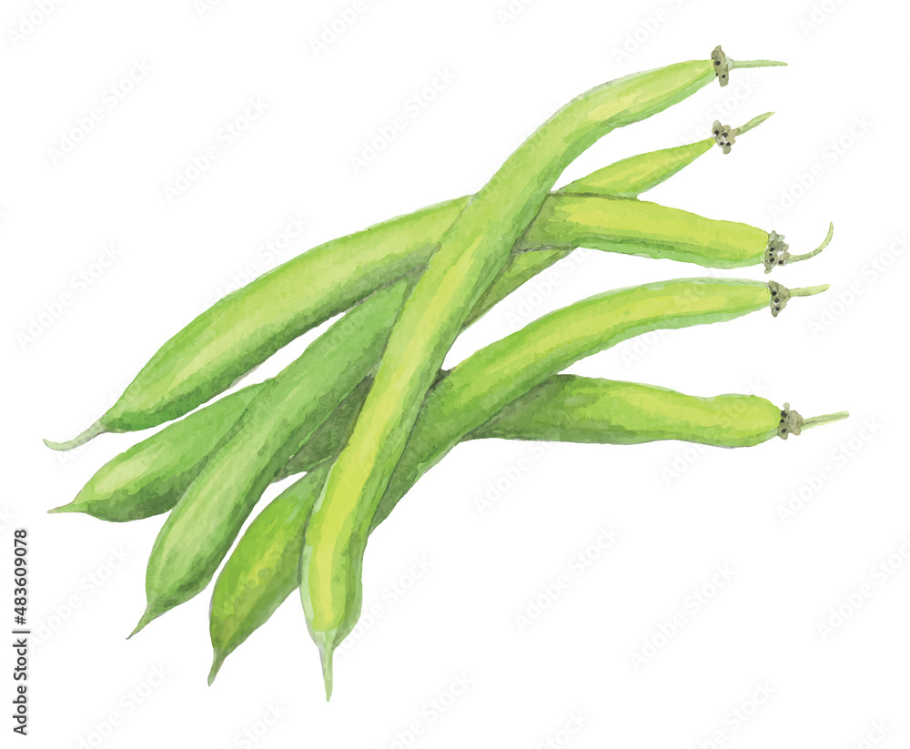 Watercolor green beans isolated on white background. JPEG Image format illustration Watercolor green beans isolated on white background. JPEG Image format illustration